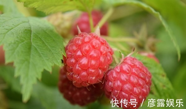 营养物质|女性想要身体好,3种食物换着吃,补充营养,身体棒棒哒!