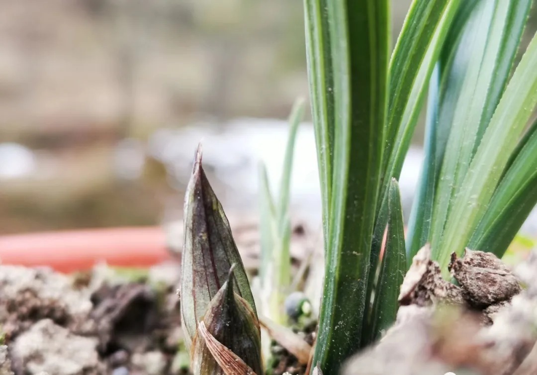 兰花浇水,“干透再浇”和“想浇就浇”,哪个更好?