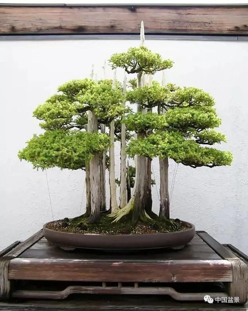 盆景养殖不在多而贵在精,你能养成这样吗?