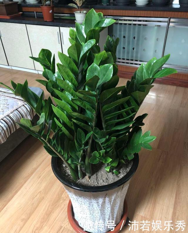 富贵竹|旺财旺运的5种盆栽,好看好养,放家里一盆不吃亏