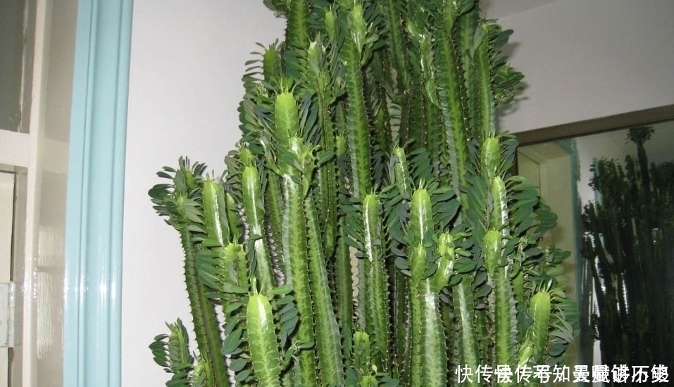 龙骨为什么可以“镇宅”原因只有3点,点点“合人心意”