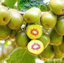 打理|有“血管疏通剂”著称的果子,你家里一定要种上,容易活好打理