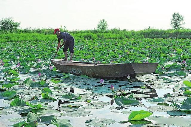 百湖翠盖 夏荷倾城|百湖翠盖 夏荷倾城