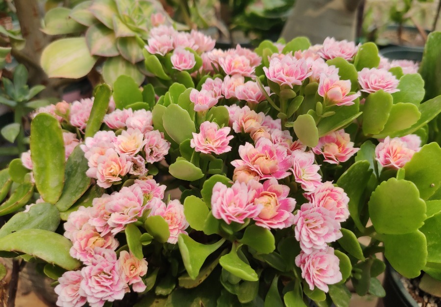 侧芽|长寿花有“三怕”，新手一定要避免，合理养护才能爆盆开花