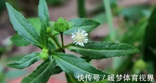 毛发|老中医推荐:最有效的白发转黑方,仅2味药材泡水喝,补虚又乌发