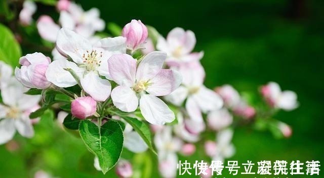 海棠依旧#宋人笔下的风如何?这2首宋词告诉你,忍不住不看的美!