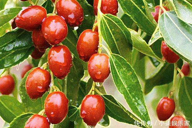 红枣|有3种食物是子宫毒素的“克星”,坚持吃7天,子宫干净又健康