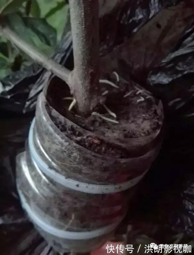 成活率|1个塑料袋1条绳，盆栽1盆变2盆，成活率百分百！