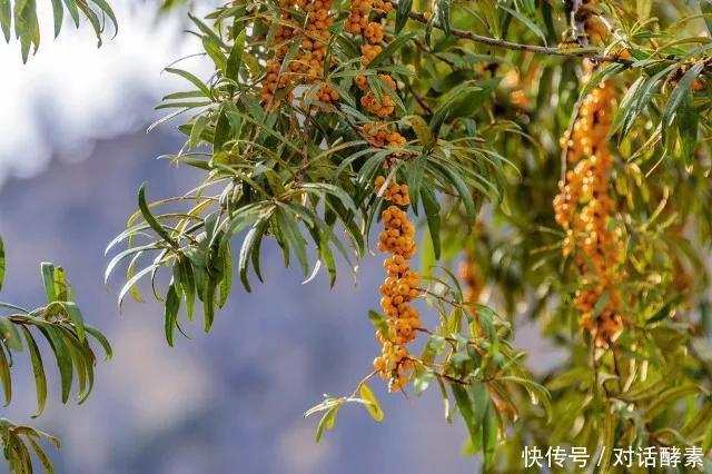 酵素原液可以降血糖吗 酵素原液可以降血糖吗