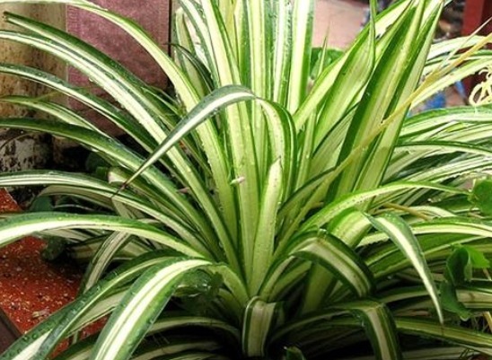 养好金边吊兰，几个细节要做好，叶片不干不焦枯，爆盆挂满小吊兰