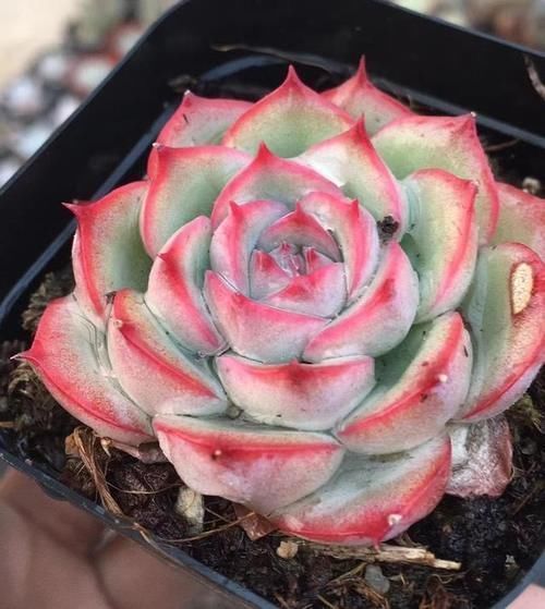 买多肉别只听名字,这6种多肉一个品种好几个名,擦亮眼睛别上当