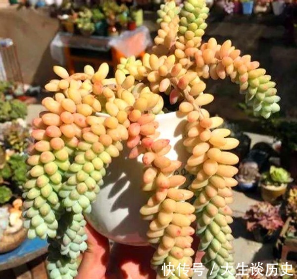 多肉玉缀又徒又绿该怎么办满足这些条件，盆栽马上变漂亮！