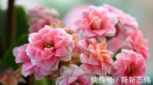 家庭种植长寿花,如何保持造型美观,花朵繁密,这些操作不能少