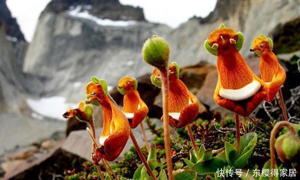花儿|这些带着面孔的花儿,简直是花卉界的奇葩!奇花异草