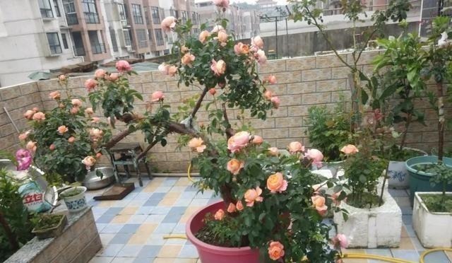 月季|3种花养在小盆里,2年变老桩,茎干粗壮开花香,1次能开50朵
