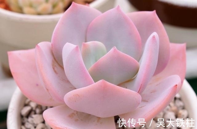 浇水|霸气而不失唯美的多肉白凤,用大盆养成老桩,出了状态人见人夸