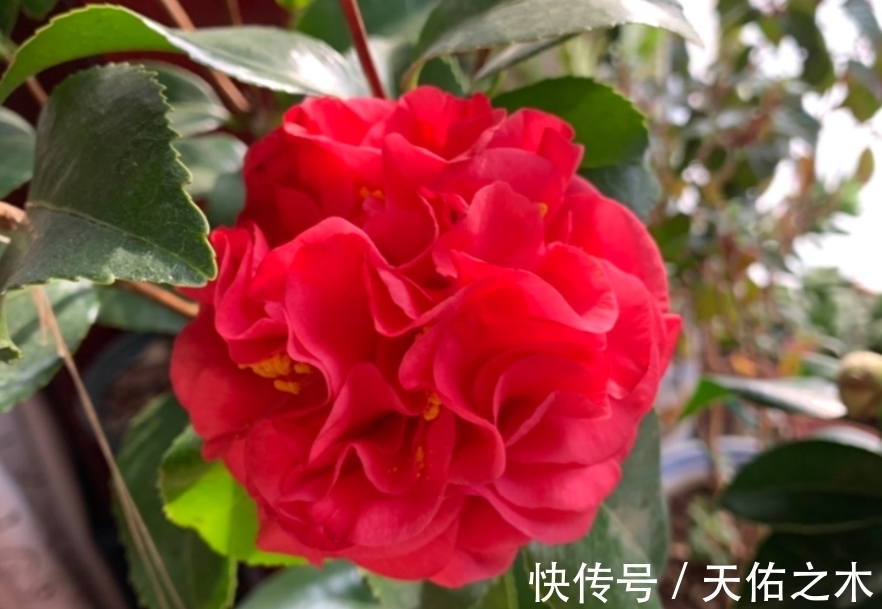茶花|比牡丹还美的茶花，花大色艳浓香，花开一茬接一茬，好看又好养