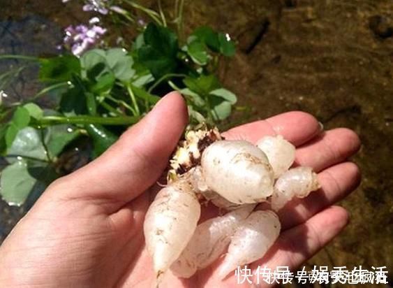 水晶萝卜|它叫三叶酸,很多人只摘叶吃,却不知地下藏“水晶萝卜”,吃过吗