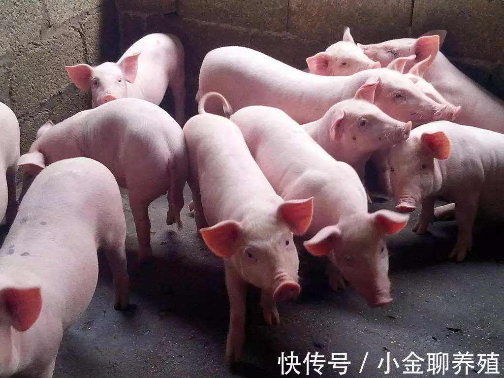 拉稀|猪拉水样腹泻怎么治疗?大猪水样腹泻怎么办?这里有好方法