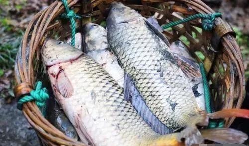 明白|刘伯温去世前为何送给朱元璋一筐鱼，以致让朱元璋17年后才明白？很简单