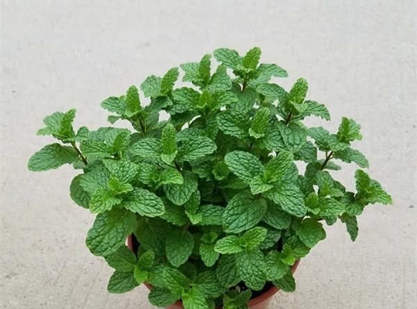 养花土“板结”,2种“水水”浇盆里,土壤疏松透气像“面包”