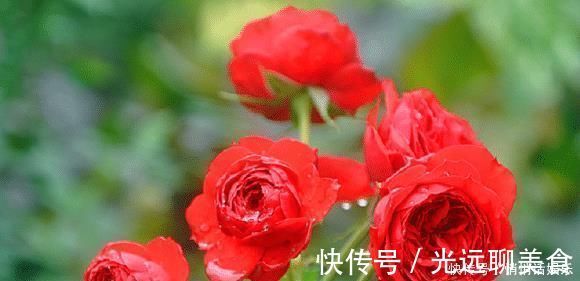 月季|花期超长的5种月季，单朵能开一个月，阳台养一盆，长期有花赏