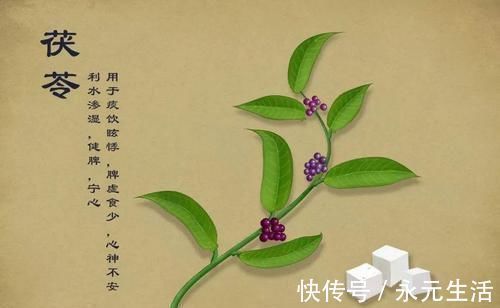祛湿|松树根上有一物,被李时珍誉为“仙家上物”,4吃5不吃,值得注意