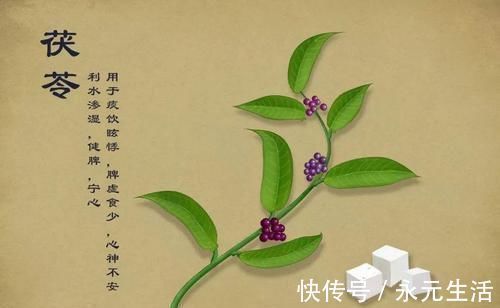 祛湿|松树根上有一物，被李时珍誉为“仙家上物”，4吃5不吃，值得注意