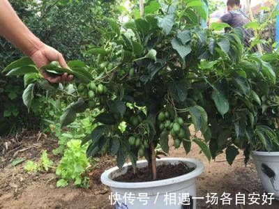 苹果树|阳台再小,也要养4种果树,植株矮小,结果颇多,还能当盆栽欣赏