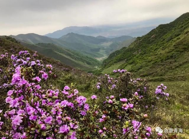 高山|青海杜鹃烂漫高山，真美