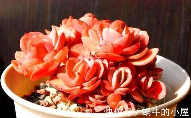 山地玫瑰|夏季的多肉不好看?来看看这3款,绚丽多姿,越看越好看
