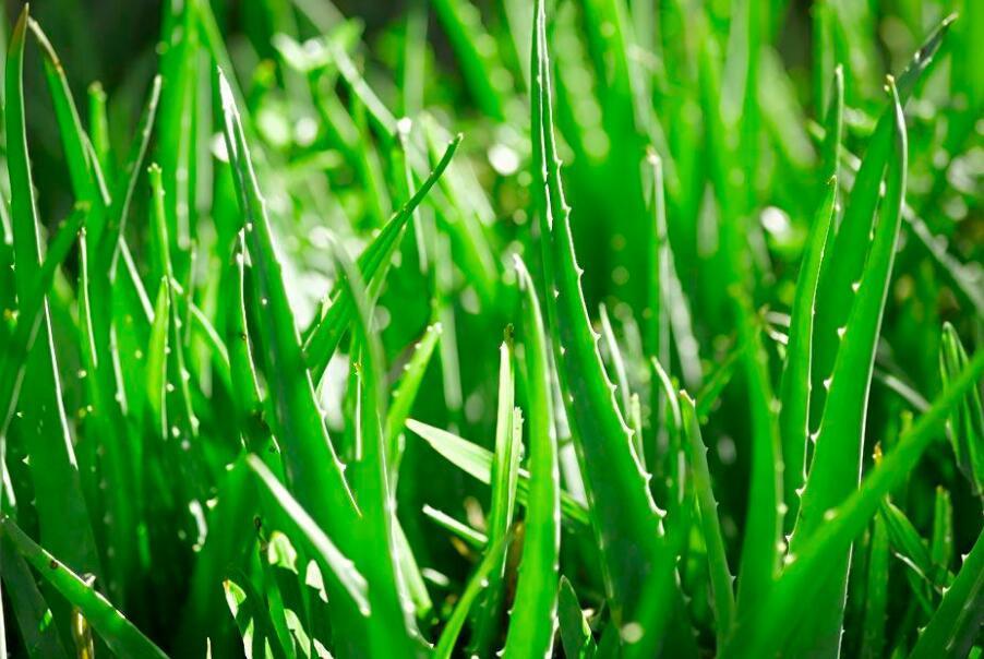 你家里有芦荟吗可惜知道的人并不多，快告诉家里人