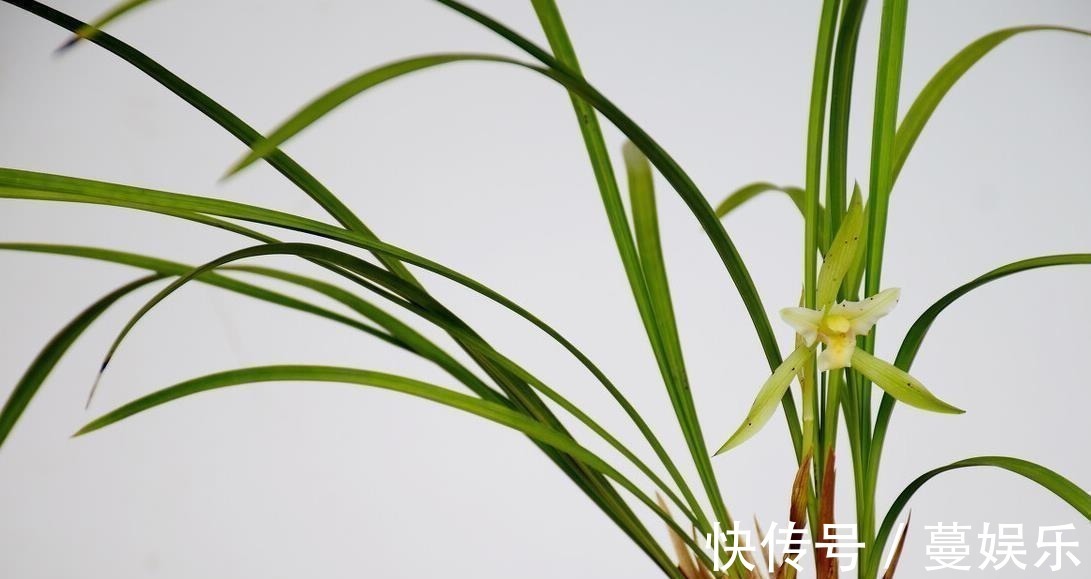 服盆|兰花翻盆:两花不翻、两水不浇、两肥不施,你做对了吗