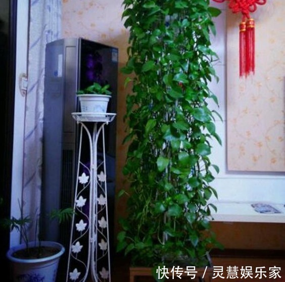 养花也要注意摆放,5处地方“不能养”,空着也别放!