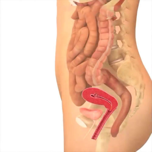 胎儿|孕期40周胎儿生长发育组图,胎儿是这样一天天长大的