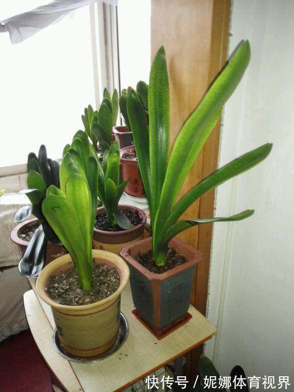 李大姐养君子兰,年年开大花,有吉祥好兆头,原来是她做对5件事