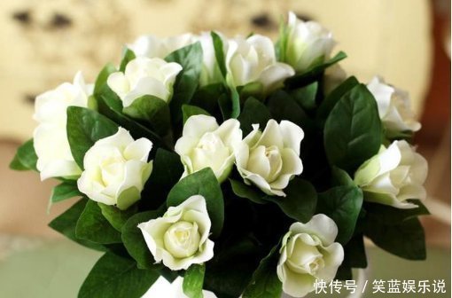 叶面|想要栀子花根壮叶绿,花开百朵,每天给它喝点这个,想不开花都难