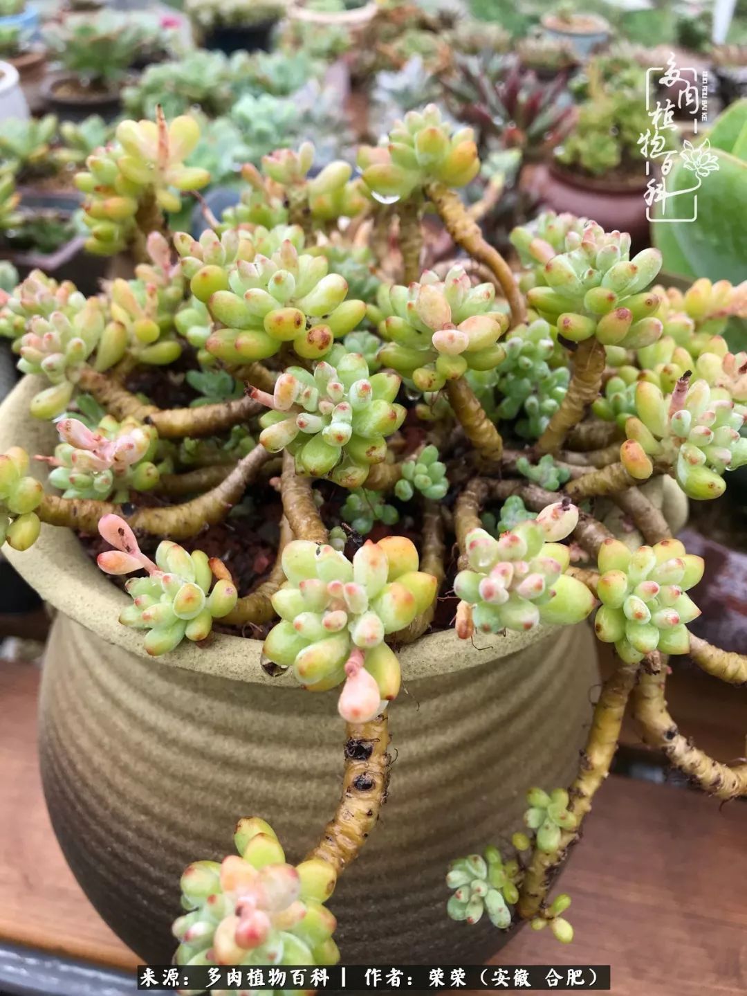 初秋时节,度夏后的多肉陆续回归!偷偷上了一层淡妆!