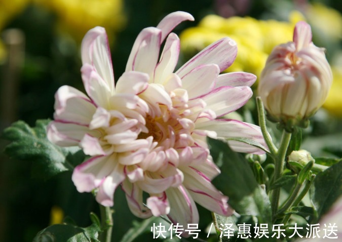 喜欢养菊，不如养盆“十大名菊”玉壶春，花似荷花，娇艳欲滴！美