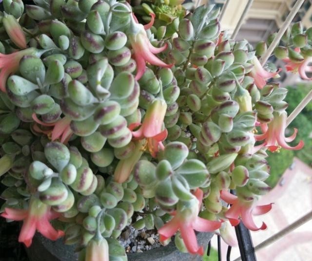 养在飘窗|有个飘窗小阳台,就养这2种带香味的多肉就够了,满屋子都是香味