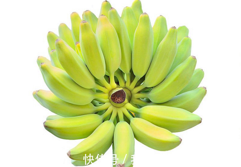 区别#香蕉和芭蕉是好兄弟,这对双胞胎到底有什么区别呢早知道早受益