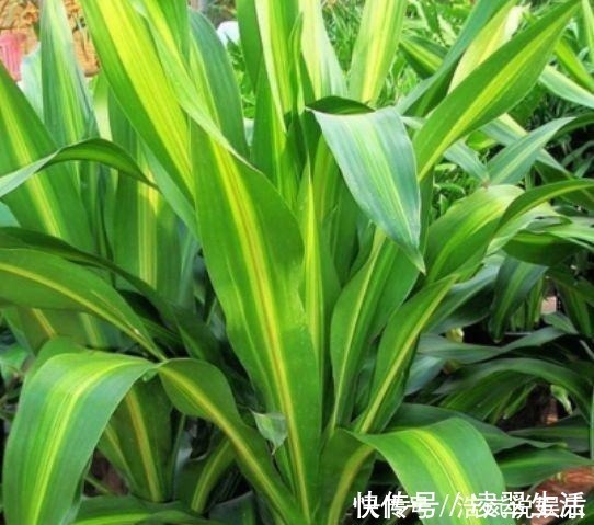 谁见了都喜欢的4种花，好养又漂亮，美不胜收，你养了吗