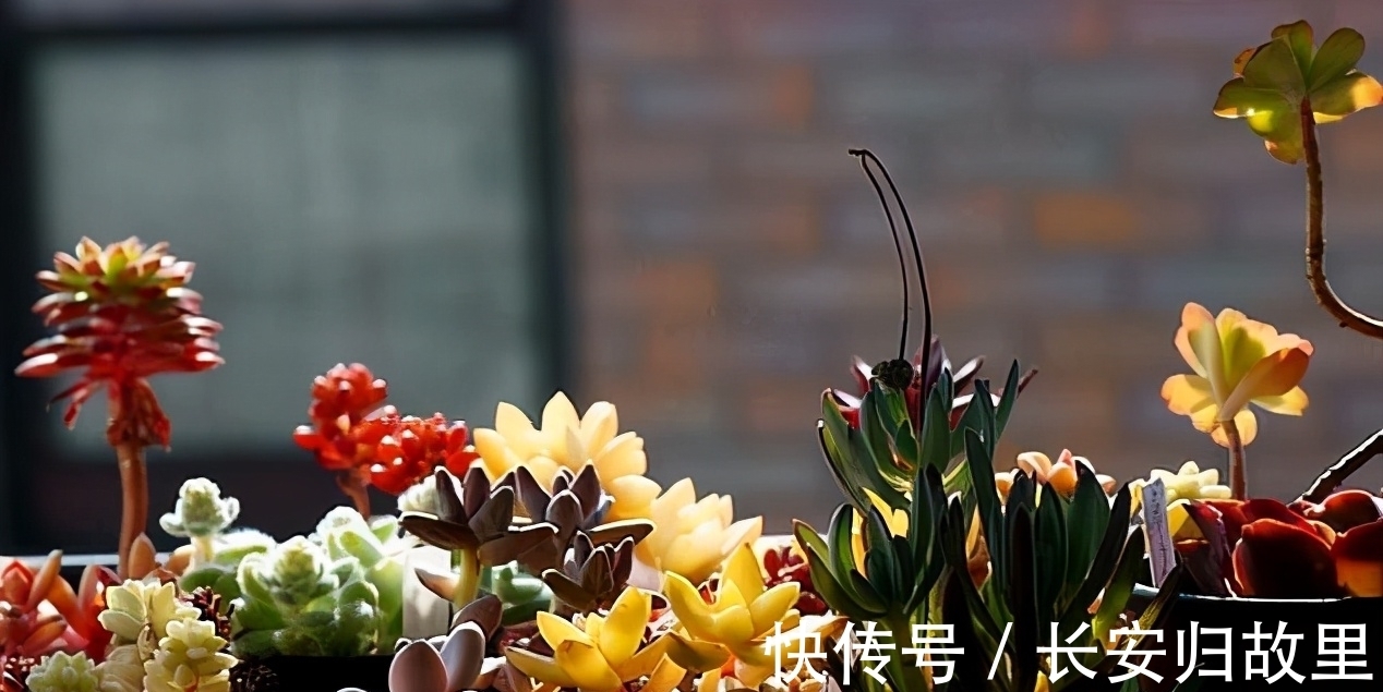 多肉,春后盆栽忌讳这2点,不注意全窜成“恨天高”,茎细叶稀