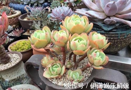 颜色|公认的4种普货多肉,颜色金贵皮实好养,花友们热烈追捧!