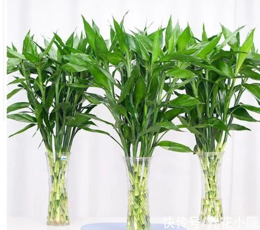 花卉|7种喜阴花，不能放在阳光下直晒，难怪容易出现黄叶枯萎