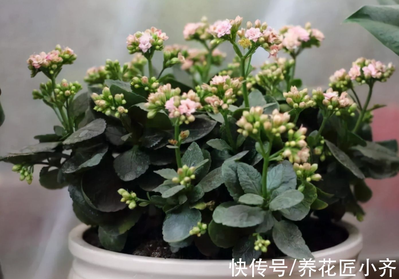 上水|长寿花叶片发软不精神，原因有2个，无论哪个都不行，赶紧救治