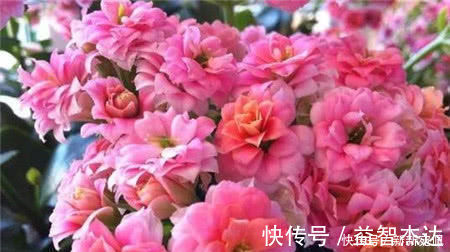 花卉|什么黄豆水都不如1种营养液,不花一分钱,养花杀菌灭虫还补肥