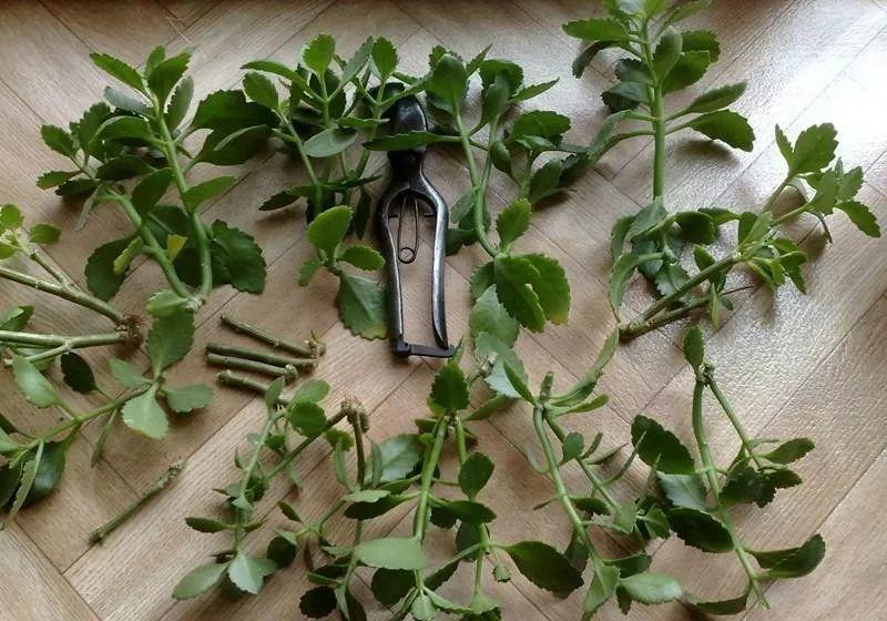 5种“洋气”花,趁着“天冷”快扦插,生根快,开花早,真省钱