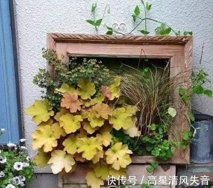 冬天养花是个大挑战，选择这一种耐寒花，会更好养护一些！