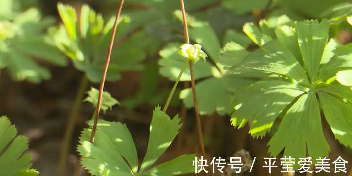 生存|秦岭发现奇特植物，只有一叶一花，很娇弱却从恐龙时代生存到现在